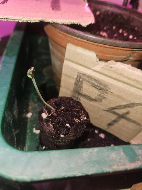 Mystery Phenos. Week 2