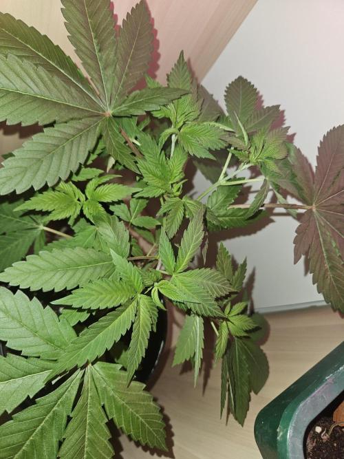 Lemon Mandarin 🍋🍊. Week 6 - 8.3