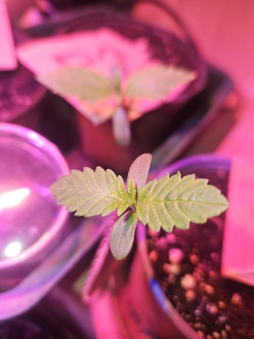 Mystery Phenos. Week 2