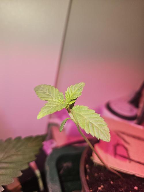 Mystery Phenos. Week 2