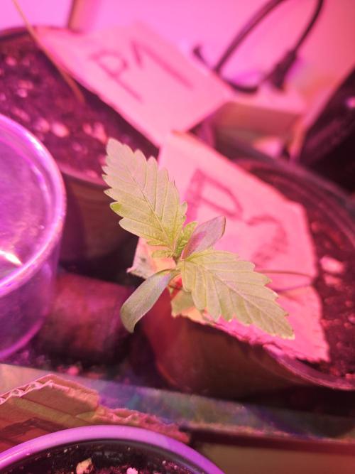 Mystery Phenos. Week 2