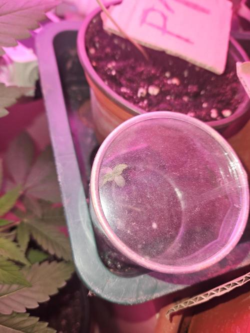 Mystery Phenos. Week 2