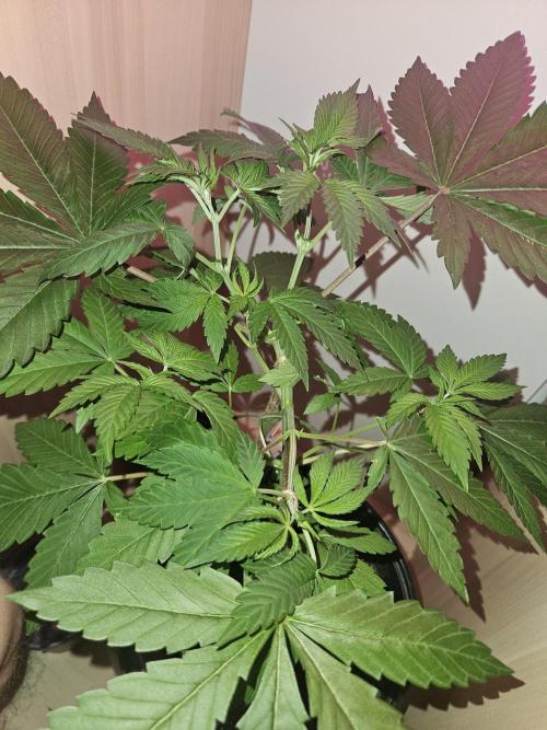 Lemon Mandarin 🍋🍊. Week 6 - 10.3.