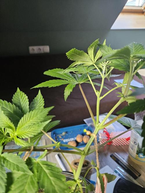 Lemon Mandarin 🍋🍊. Week 7