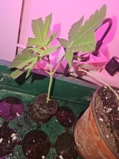 Clone Lemon Mandarin. Week 0