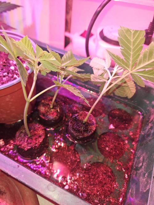 Clone Lemon Mandarin. Week 0