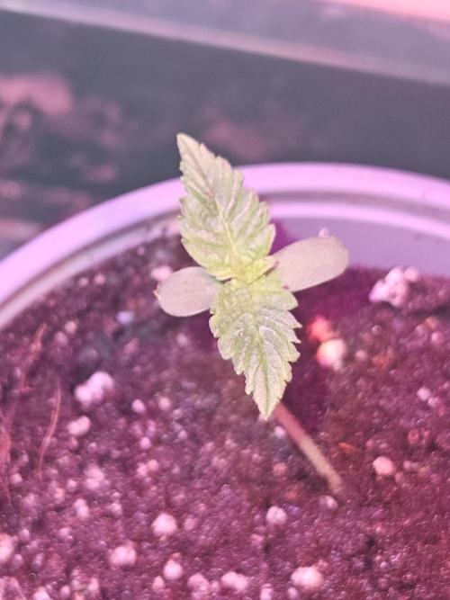 Mystery Phenos. Week 2
