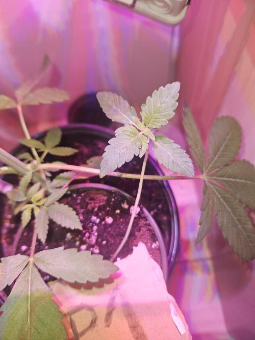 Mystery Phenos. Week 2