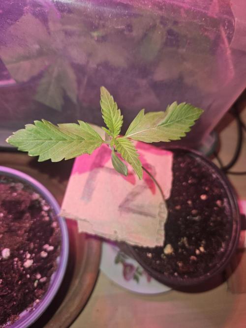 Mystery Phenos. Week 2