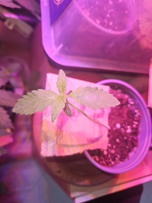 Mystery Phenos. Week 2