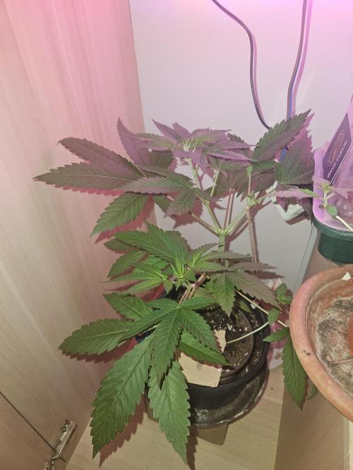 Lemon Mandarin 🍋🍊. Week 7