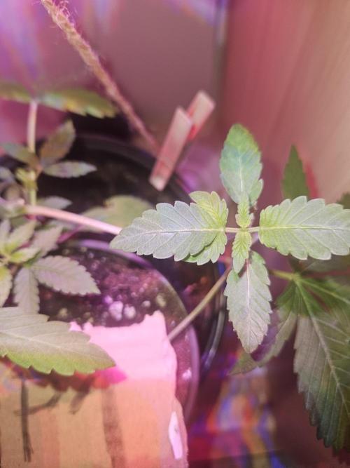 Mystery Phenos. Week 3 - 15.3.