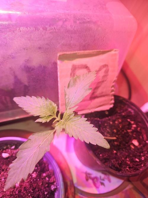 Mystery Phenos. Week 3 - 15.3.