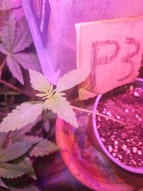 Mystery Phenos. Week 3 - 15.3