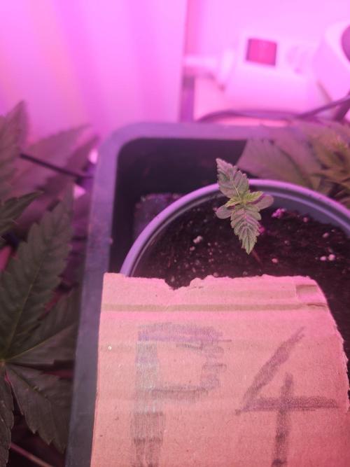 Mystery Phenos. Week 3 - 15.3