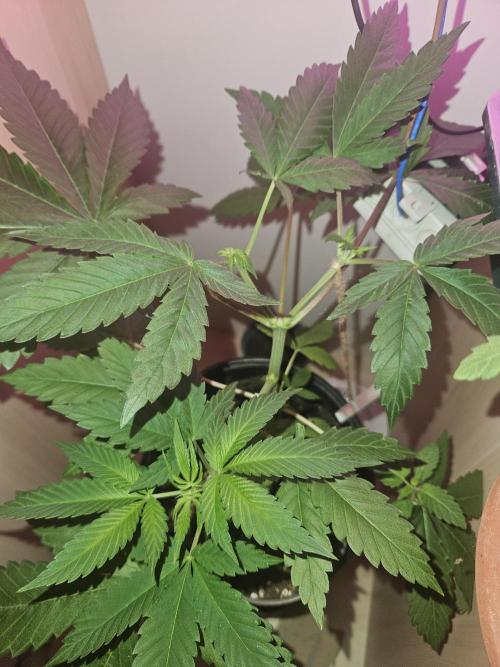 Lemon Mandarin 🍋🍊. Week 7