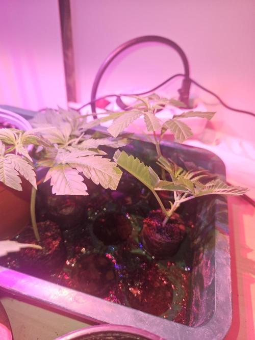 Clone Lemon Mandarin. Week 0