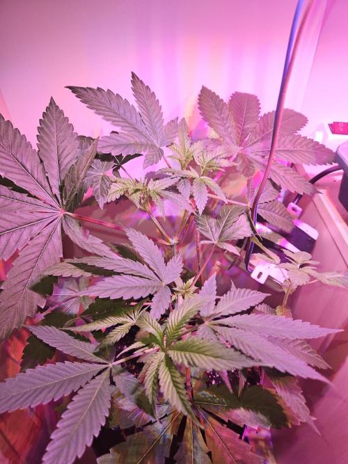 Lemon Mandarin 🍋🍊. Week 8