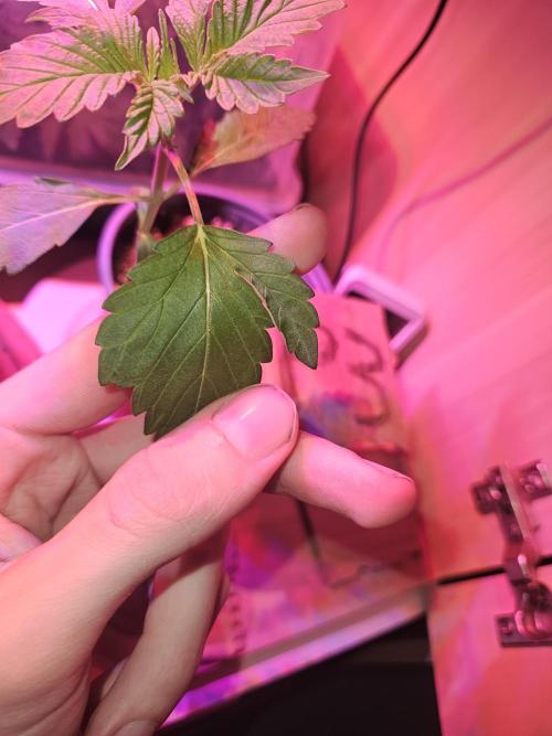 Mystery Phenos. Week 4