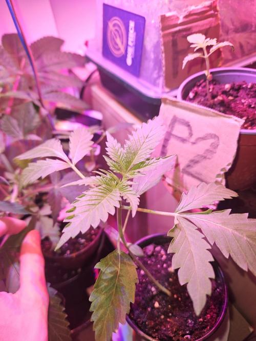 Mystery Phenos. Week 4