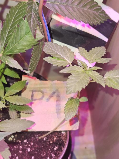 Mystery Phenos. Week 4