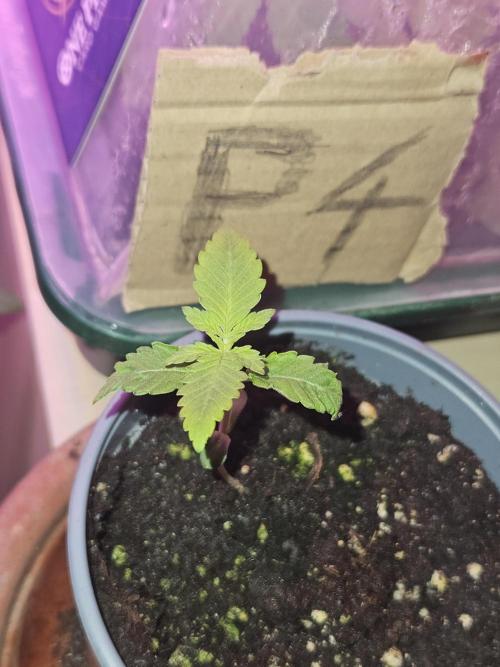 Mystery Phenos. Week 4