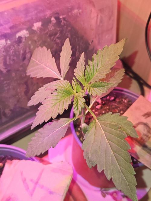 Mystery Phenos. Week 4