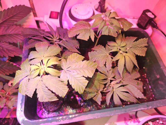 Clone Lemon Mandarin. Week 0