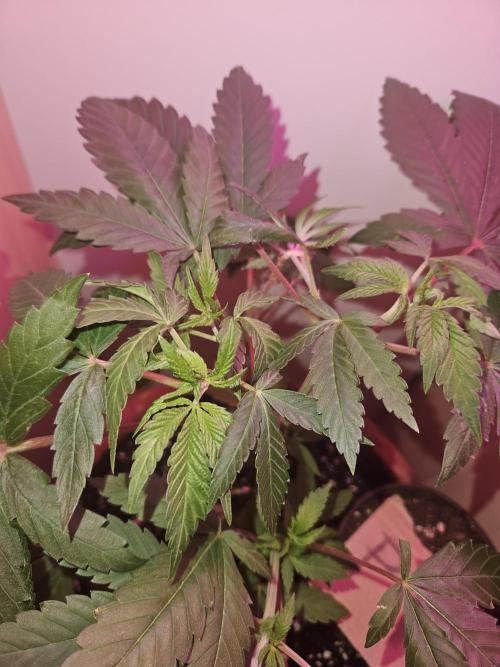 Lemon Mandarin 🍋🍊. Week 9