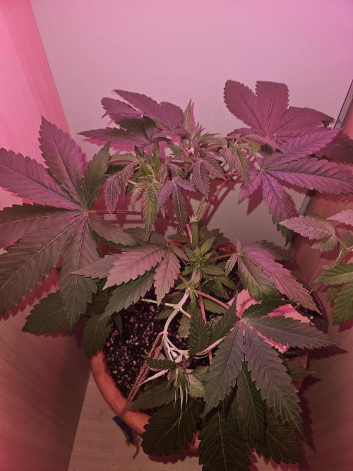 Lemon Mandarin 🍋🍊. Week 9