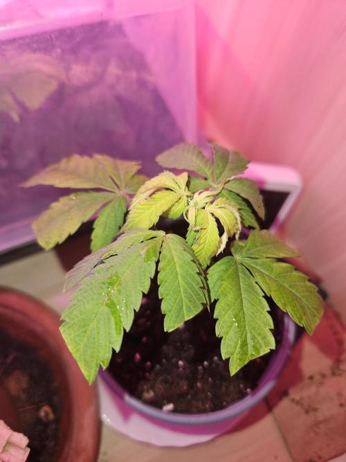 Clone Lemon Mandarin. Week 1
