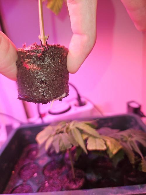 Clone Lemon Mandarin. Week 1