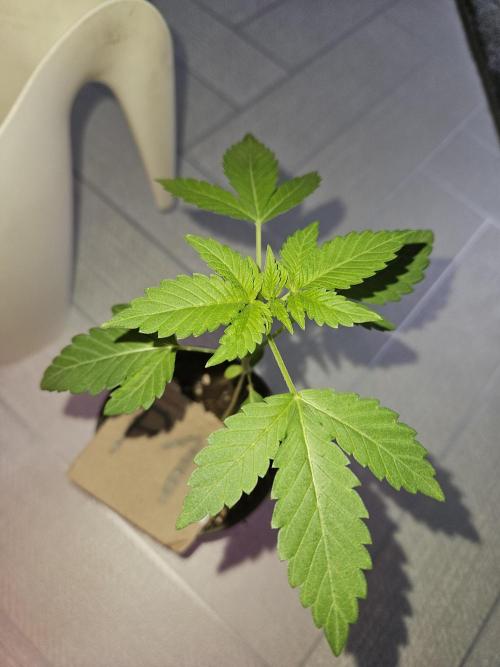 Mystery Phenos. Week 4