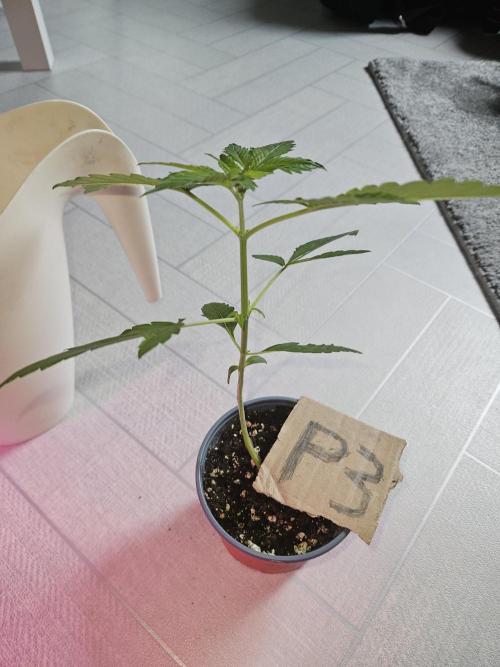 Mystery Phenos. Week 4