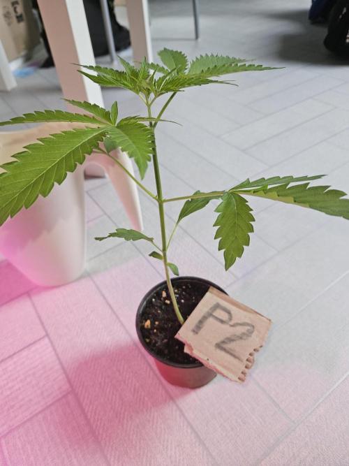 Mystery Phenos. Week 4