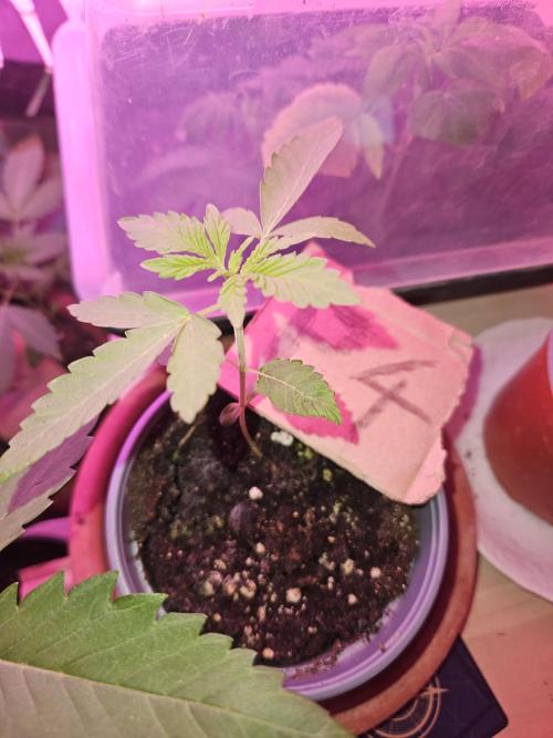 Mystery Phenos. Week 4