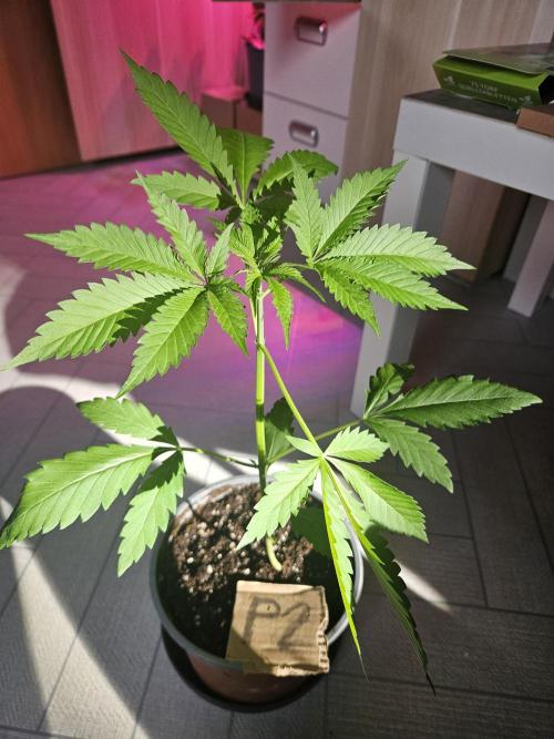 Mystery Phenos. Week 5