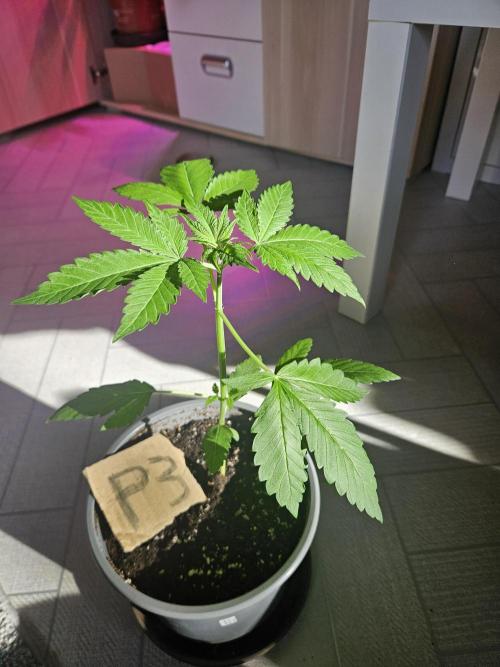 Mystery Phenos. Week 5