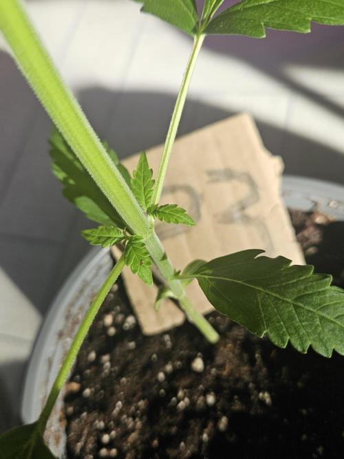 Mystery Phenos. Week 5