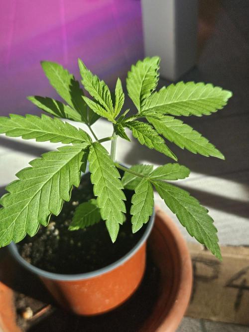Mystery Phenos. Week 5
