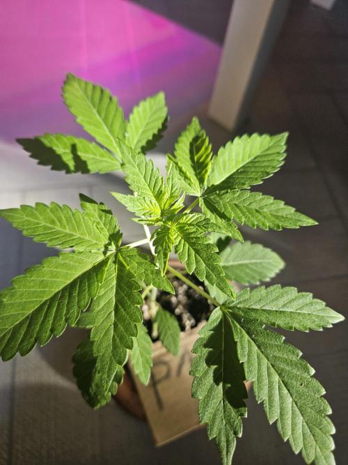 Mystery Phenos. Week 5
