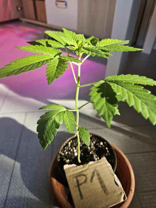 Mystery Phenos. Week 5