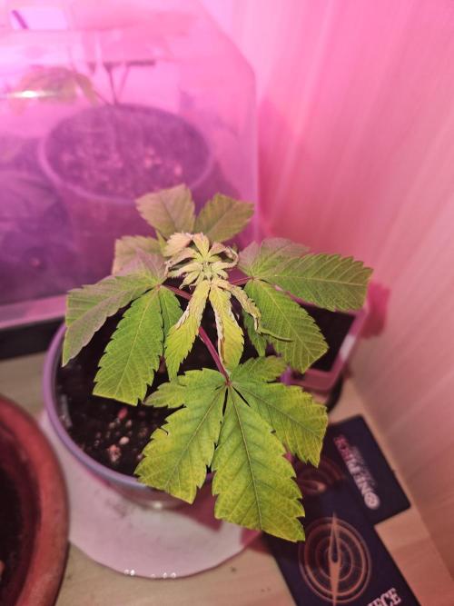 Clone Lemon Mandarin. Week 1