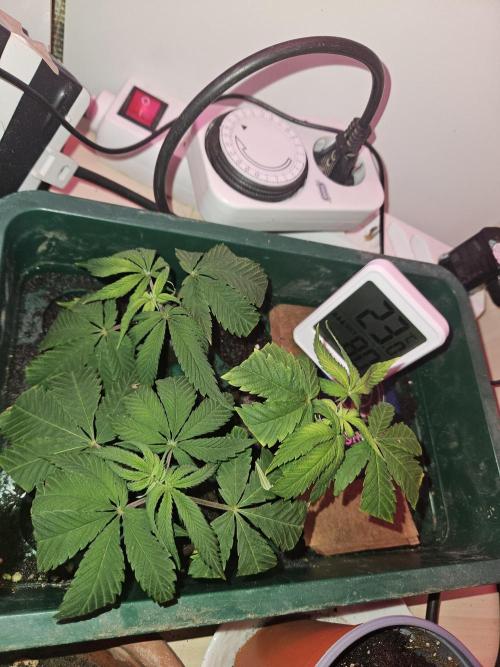 Clone Lemon Mandarin. Week 1
