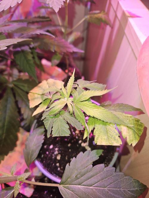 Clone Lemon Mandarin. Week 1