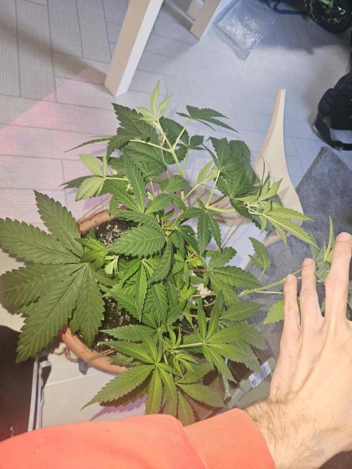 Lemon Mandarin 🍋🍊. Week 10