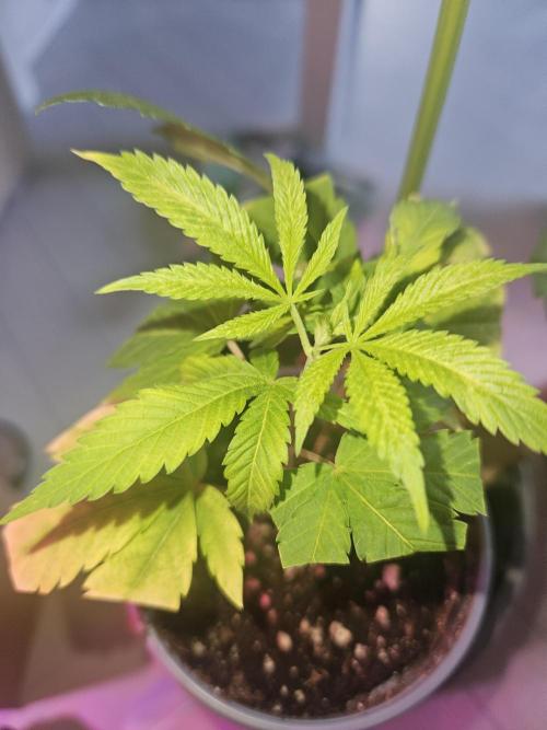 Clone Lemon Mandarin. Week 2