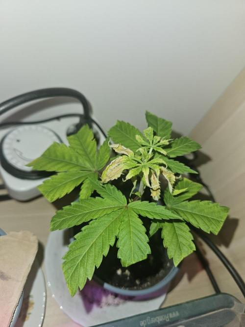 Clone Lemon Mandarin. Week 2