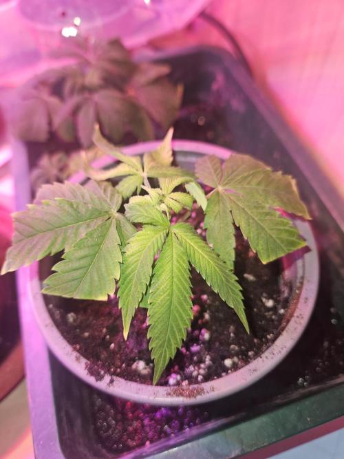 Clone Lemon Mandarin. Week 2
