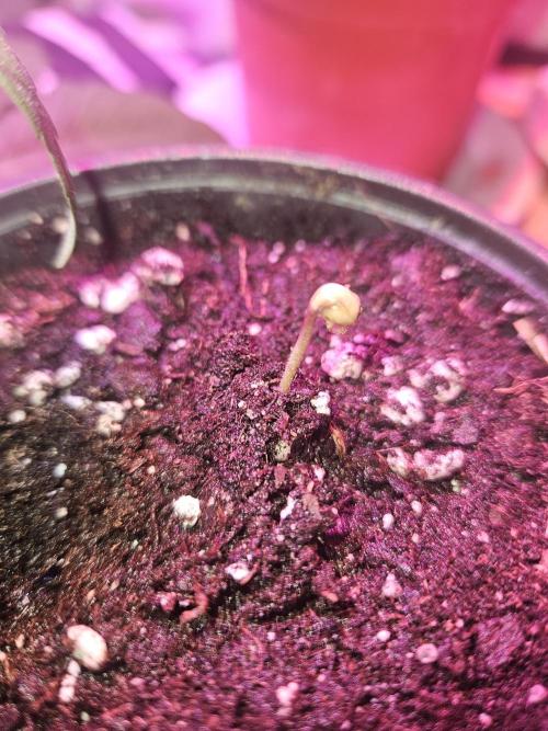 Gary Sherbet. Week 1